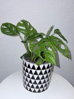 Monstera 'Monkey Leaf Monstera adansonii & ceramic cache pot