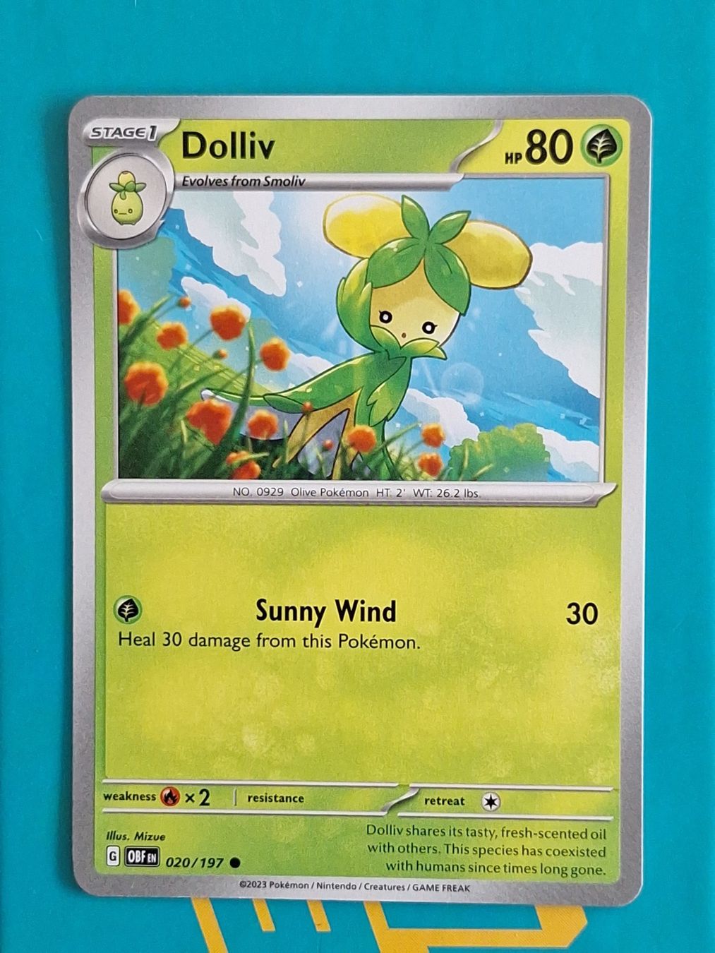 Pokémon Carte collezionabili: Dolliv - Pokemon Obsidian Flames – Usato da Altstätten SG venduto da GGsGameshop