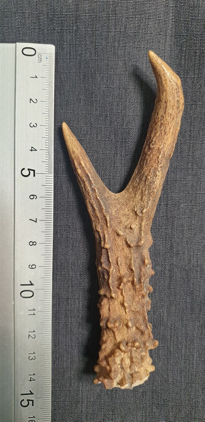 Il mondo degli animali: Bois de chevreuil - Rehgeweih – Usato da St-Sulpice VD venduto da Miwix 2