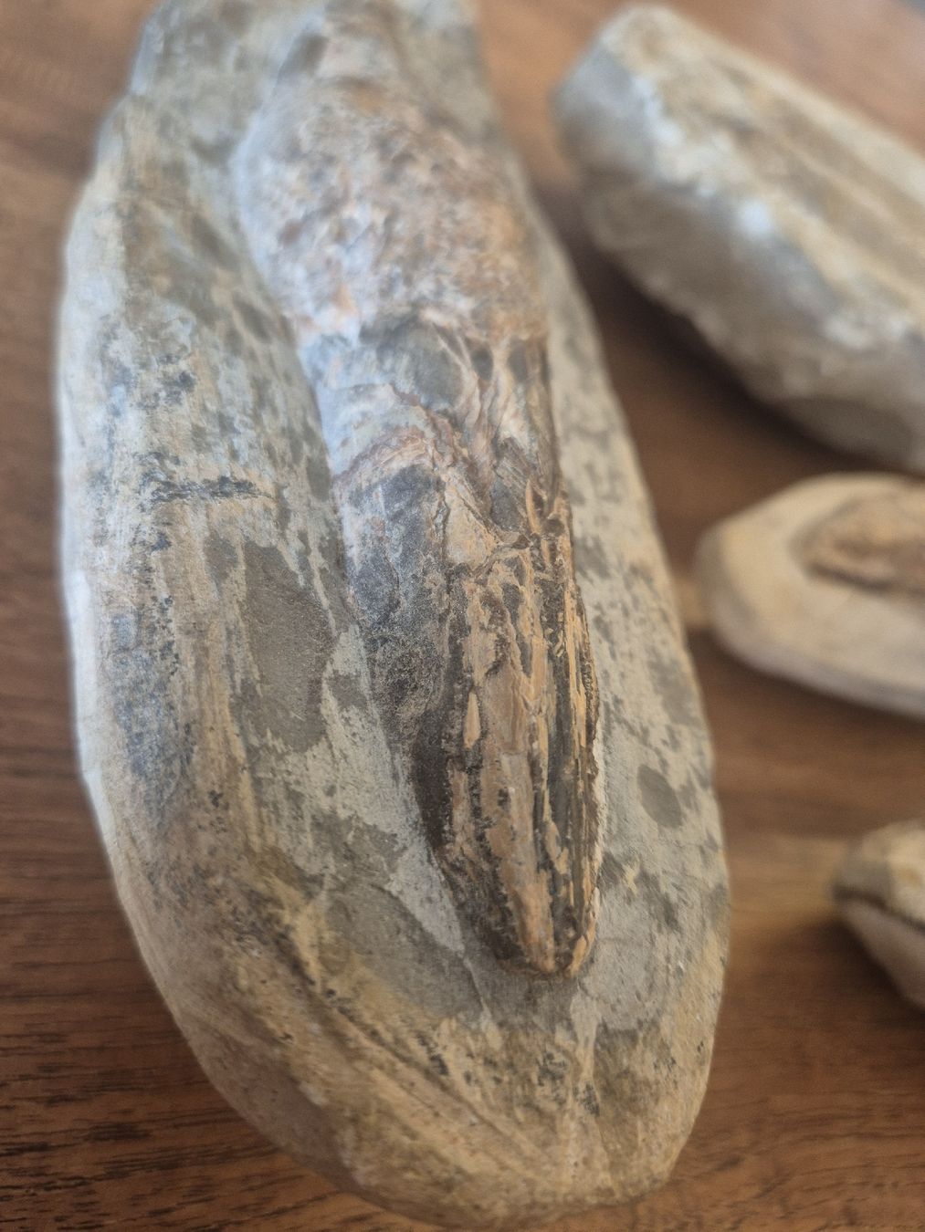 Fossiles: Fossilien Brasilien – D'occasion à Rieden AG par Hema55 3