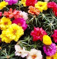 Ab 5.- fr ! 20 Samen  Mix Blume «PORTULAKRÖSCHEN“‪