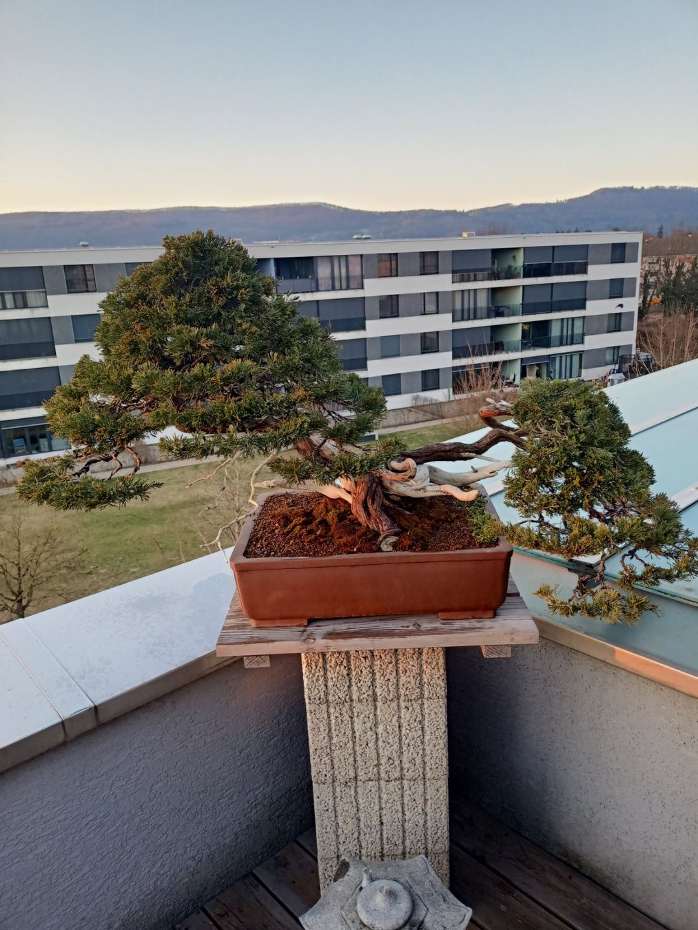 Plantes & graines: Bonsai Wacholder Sabina – D'occasion à Buchs AG par Marcolino08