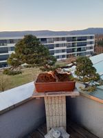 Bonsai Wacholder Sabina