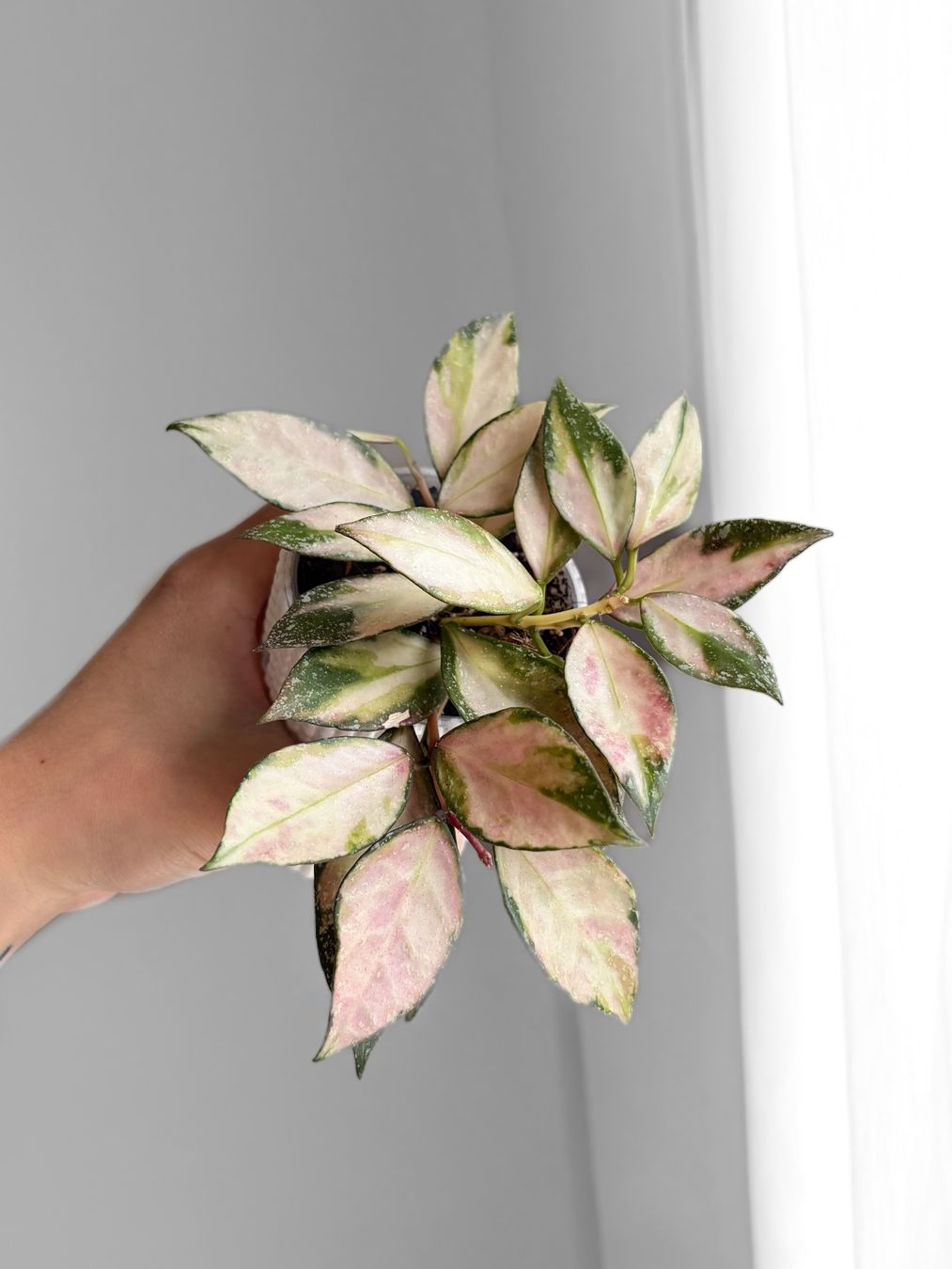 Piante & sementi: Hoya Nabawanensis Variegata – Nuovo (secondo la descrizione) da Seuzach venduto da animaplants