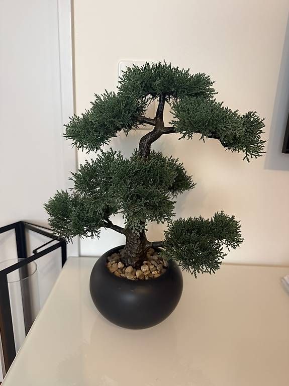 Pflanzen & Samen: Kunstpflanze Bonsai – Neu und originalverpackt aus Zürich von Marti97