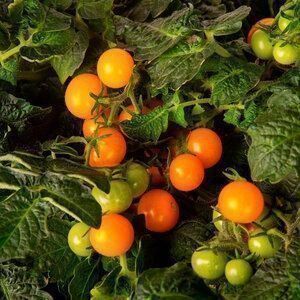 Piante & sementi: 50 Samen Balkontomate VENUS Orange – Nuovo (secondo la descrizione) da Ehrendingen venduto da VerveinaSamen 3