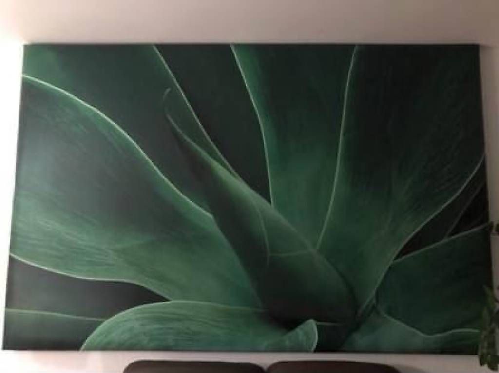 Foto & Immagini: Bild Aloe Vera – Usato da Allschwil venduto da Funlady91