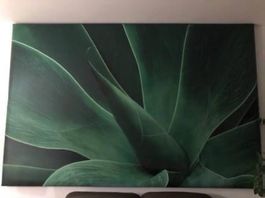 Bild Aloe Vera