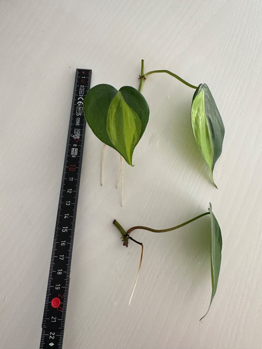 2x Philodendron Scandens Stecklinge (Gebraucht) in Zrich fr CHF 4  mit  Lieferung auf Ricardo kaufen