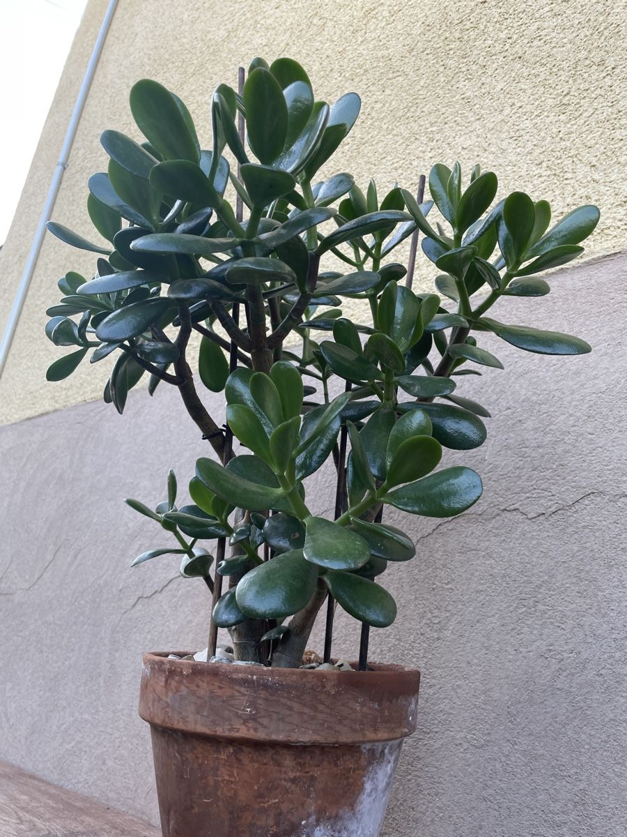 Pflanzen & Samen: Geldbaum- Sukkulente – Neu (gemäss Beschreibung) aus Veltheim AG von Bibi1946 3