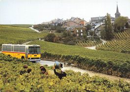 Féchy (VD) – Postauto zwischen den Weinbergen