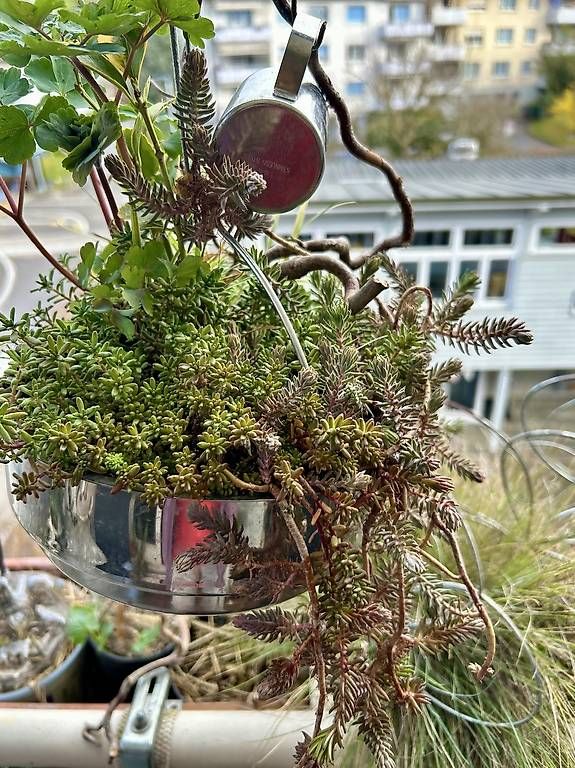 Piante & sementi: Winterharte Blumenampel  – Usato da Frauenfeld venduto da Irene.Schuppli 4