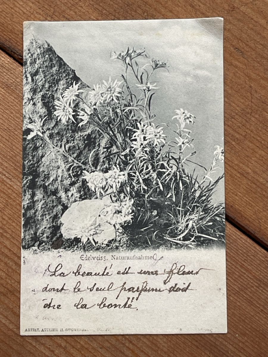 Cartoline postali: Alte Ansichtskarte Edelweiss, Schweiz, Vintage – Usato da Strengelbach venduto da Aschatan5
