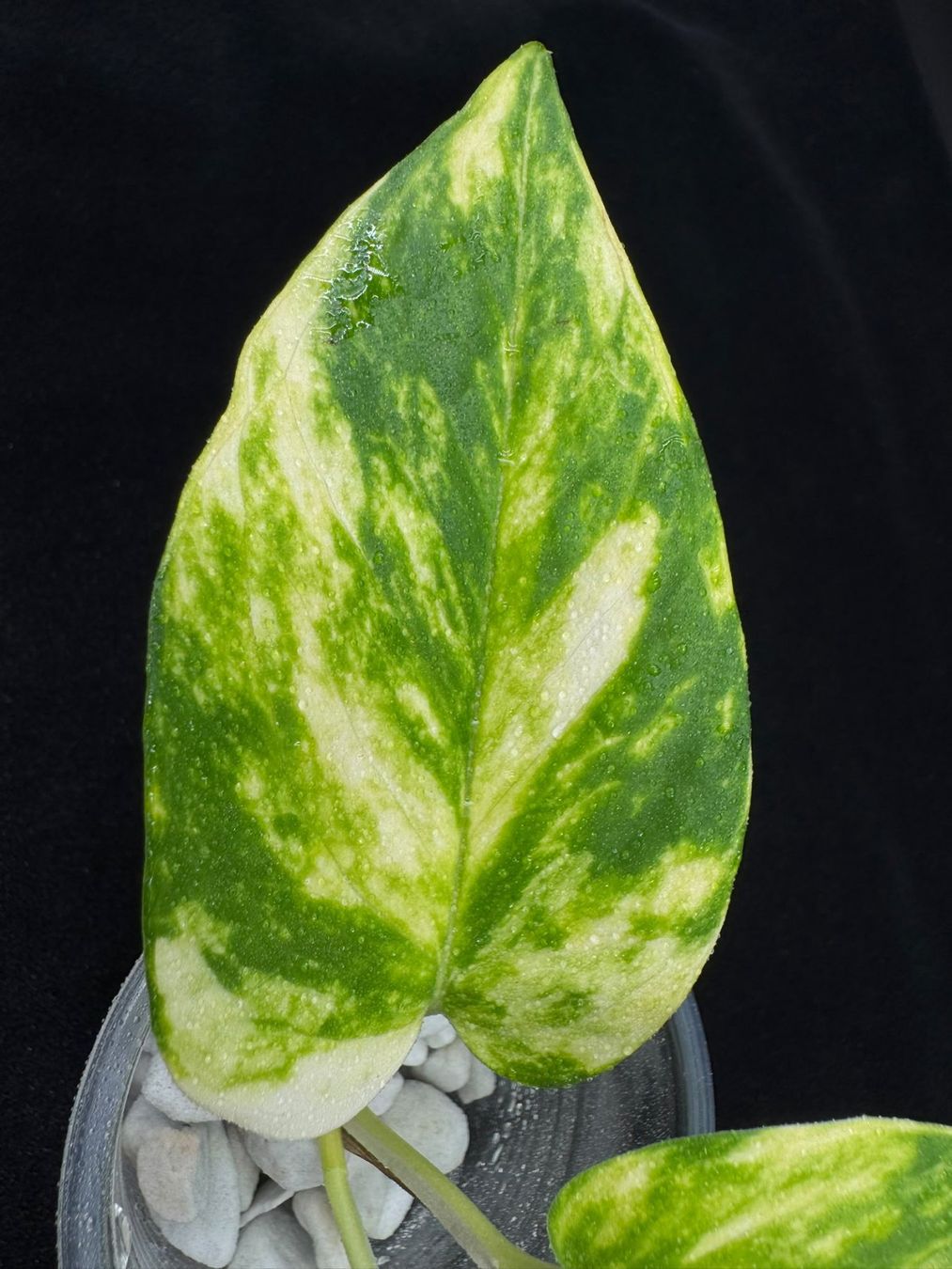 Plantes & graines: Epipremnum aureum 'Teruno Valencia' – Neuf (Voir description) à Bühler par googelibear 2