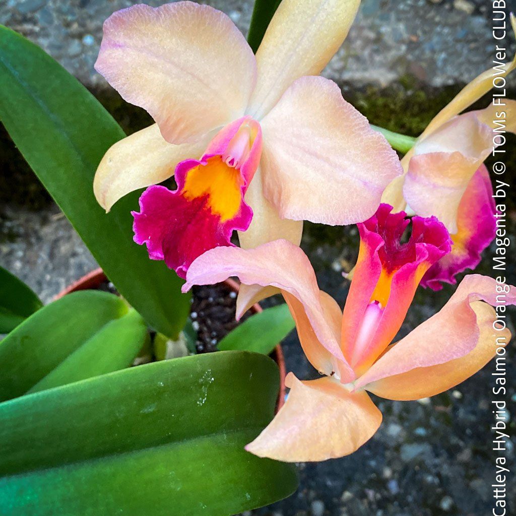 Piante & sementi: Cattleya Orchidee mit Lachsorange-Magenta Blüten – Nuovo e nell'imballaggio originale da Adliswil venduto da astom369 9