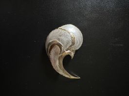 Broche vintage Coro années 60 - Feuille/Plume bicolore