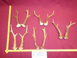 Reh, Geweihe, Trophäe, Horn, Dekoration, Jagd Abwurfstangen