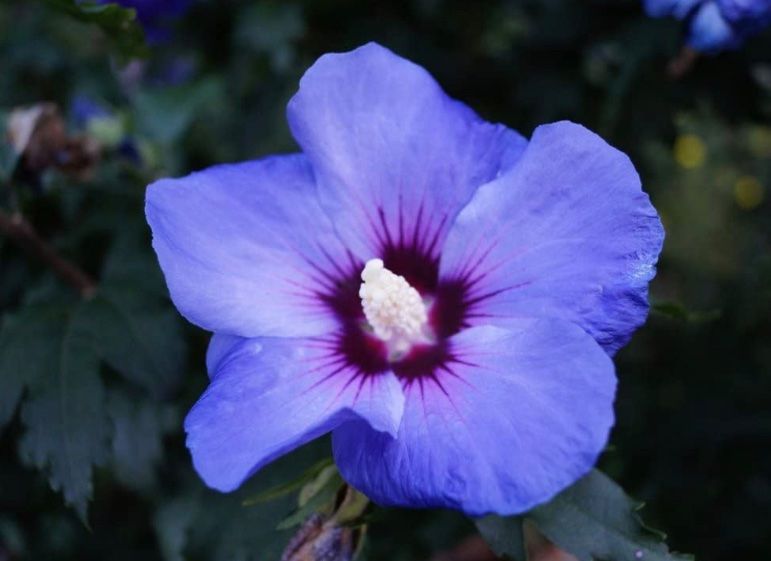 Blau blühender Hibiskus im Weidenkorb Kaufen auf Ricardo