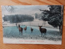 Antike Postkarte Sihlthal Wildpark Pangenberg Wapiti-Hirsche