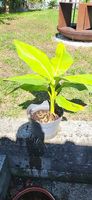 Bananenpflanze im Topf, junge Pflanze, guter Zustand