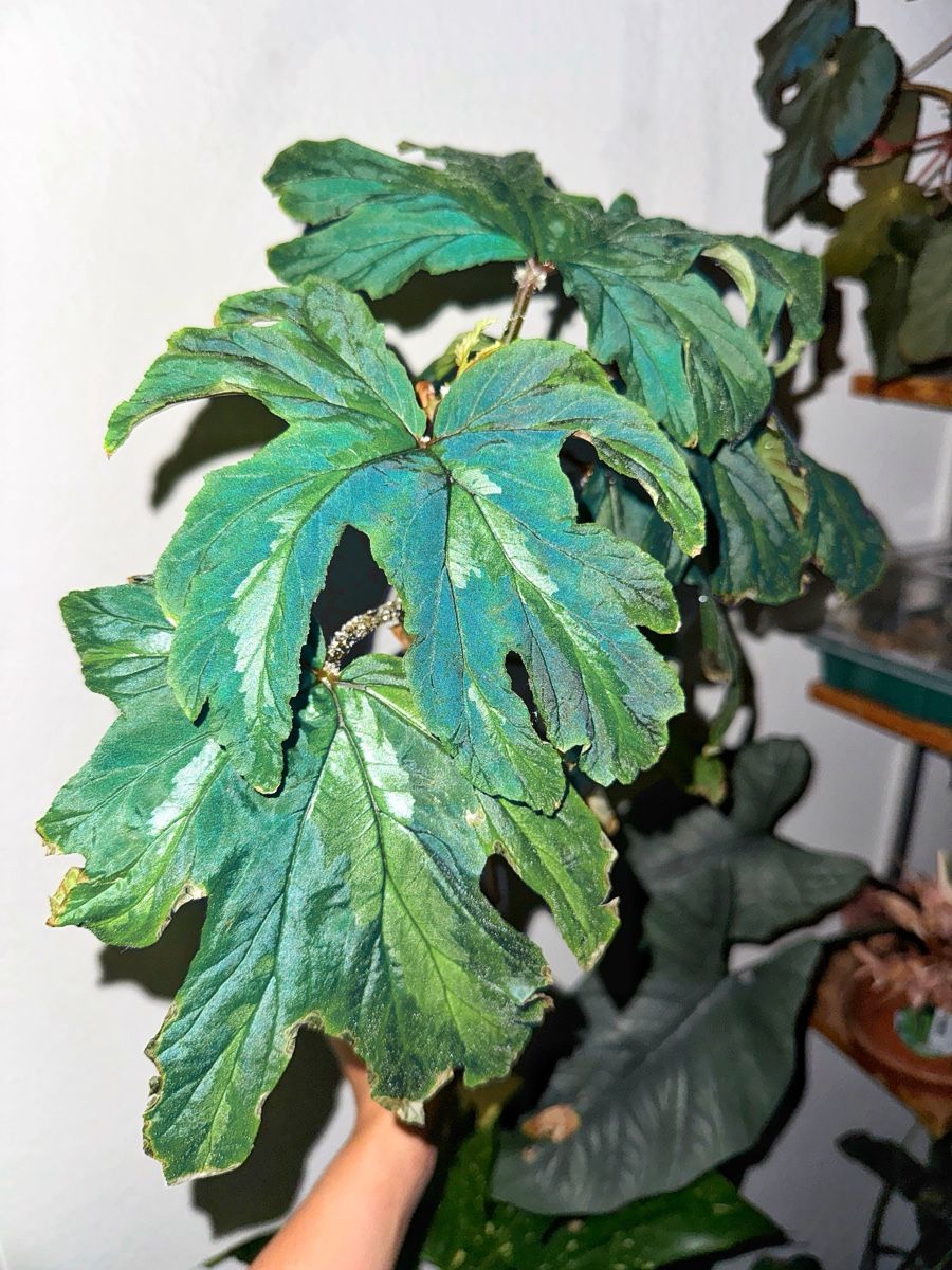 Piante & sementi: Begonia Leathermaniae – Nuovo (secondo la descrizione) da Bern venduto da Lucas_Ma 2
