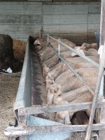 Futterkrippe Schafe zu verkaufen