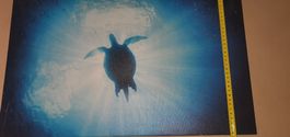 Schildkröte Wandbild, Leinwand, Tartaruga, Turtle, Tortue