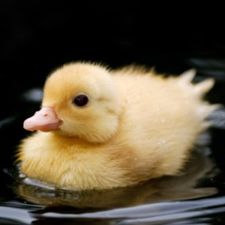 Profile image of Duckliing