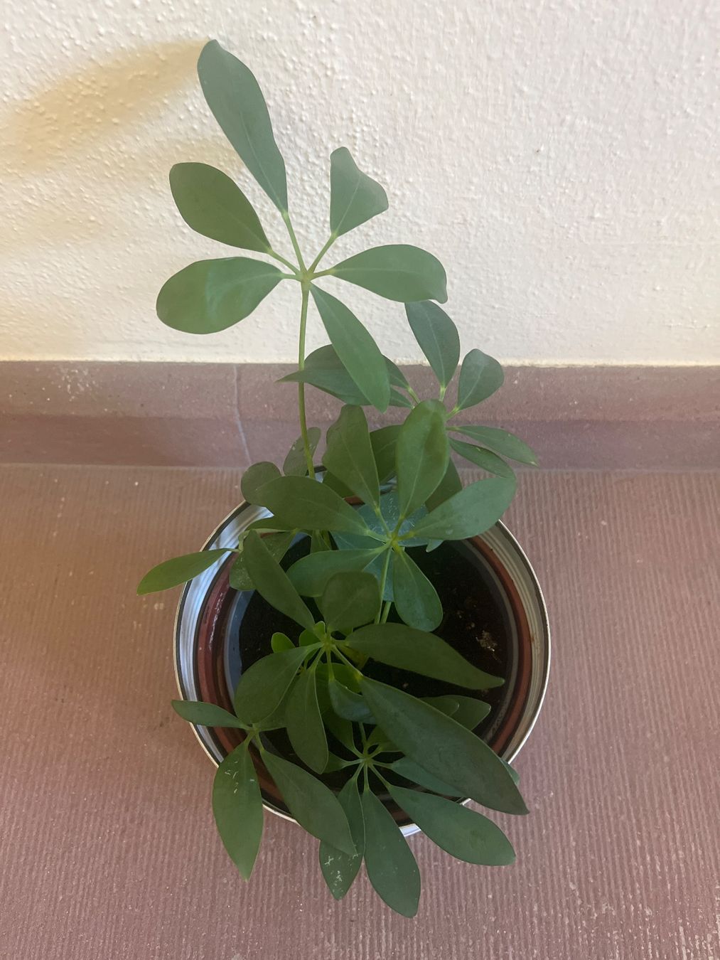 Pflanzen & Samen: Zimmerpflanze Schefflera im Blumentopf Metall – Neu (gemäss Beschreibung) aus Adliswil von mountain_star 3