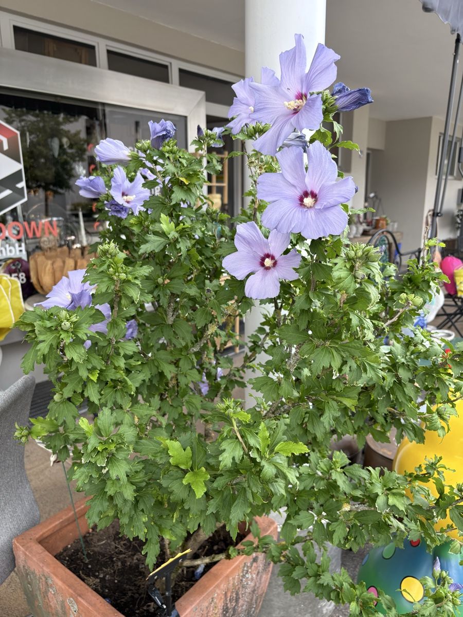 Pflanzen & Samen: Hibiskuspflanze  – Gebraucht aus Uster von upanddown23 1