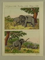 ELEFANTENJAGD DURCH LOCKELEFANTEN, KUPFERSTICH UM 1810