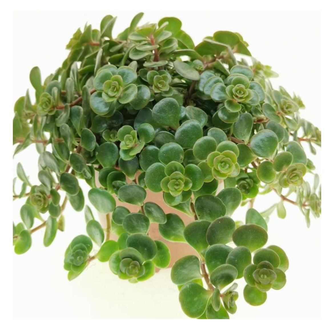 Piante & sementi: TORNADO MAUERPFEFFER / SEDUM MAKINOI MAXIM. – Nuovo (secondo la descrizione) da Buchs AG venduto da fischli610 1