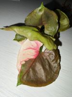Syngonium strawberry ice, bewurzelter Steckling