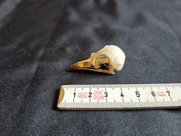 Crane grive litorne collection zoologique