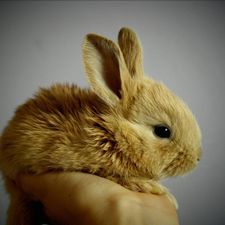 Profile image of roesel01