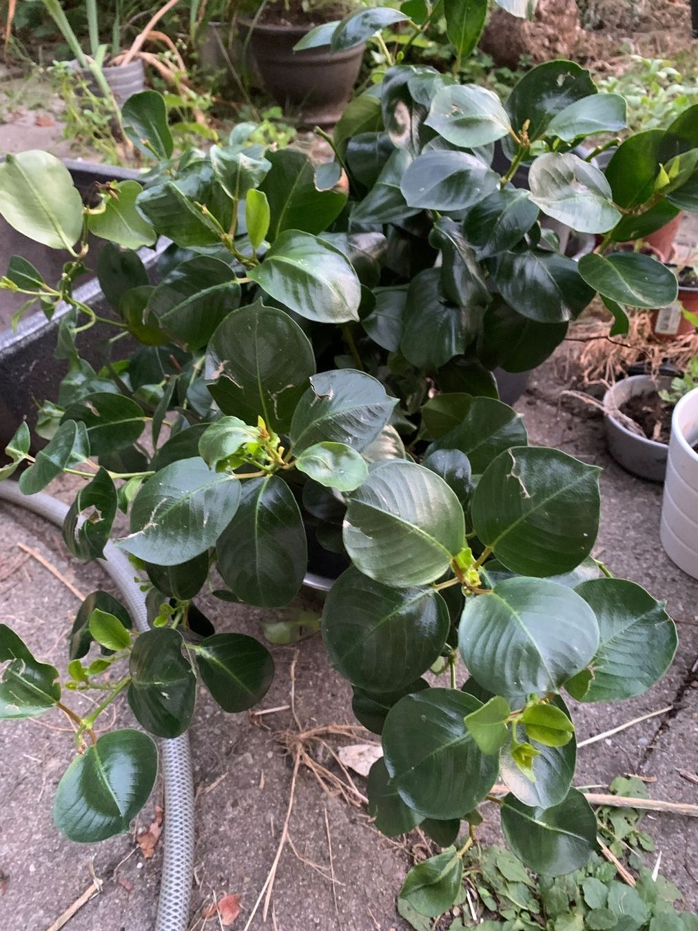 Pflanzen & Samen: Mandevilla - Dipladenia / grosse Pflanze – Neu (gemäss Beschreibung) aus Hinteregg von ERFOLG78 5