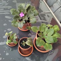 Usambaraveilchen Pflanzen violetter Blüte 4 Stk Gut Zustand