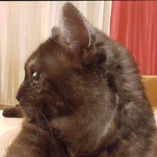 Profile image of Fidelthecat