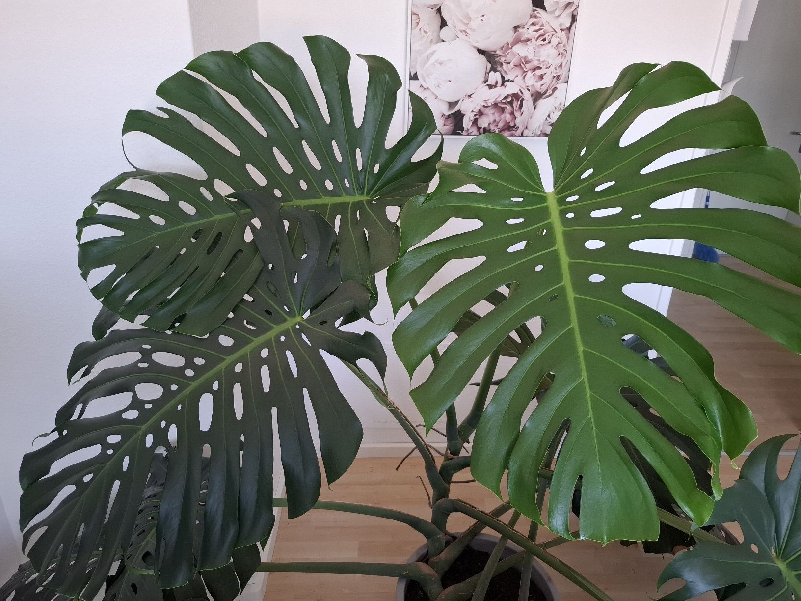 Pflanzen & Samen: echte Monstera Pflanze – Gebraucht aus Neuenhof von summer_25 1