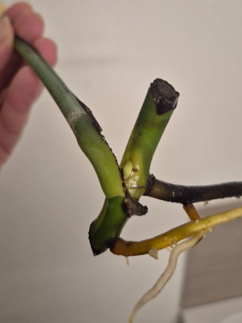 Piante & sementi: 🌿 Monstera Aurea Ableger #1🌿 – Nuovo (secondo la descrizione) da Dürrenäsch venduto da Tina_2023 3