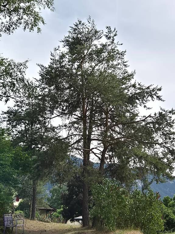 Camini: Bois de cheminée de pin – Usato da Granges VS venduto da bon_wws6