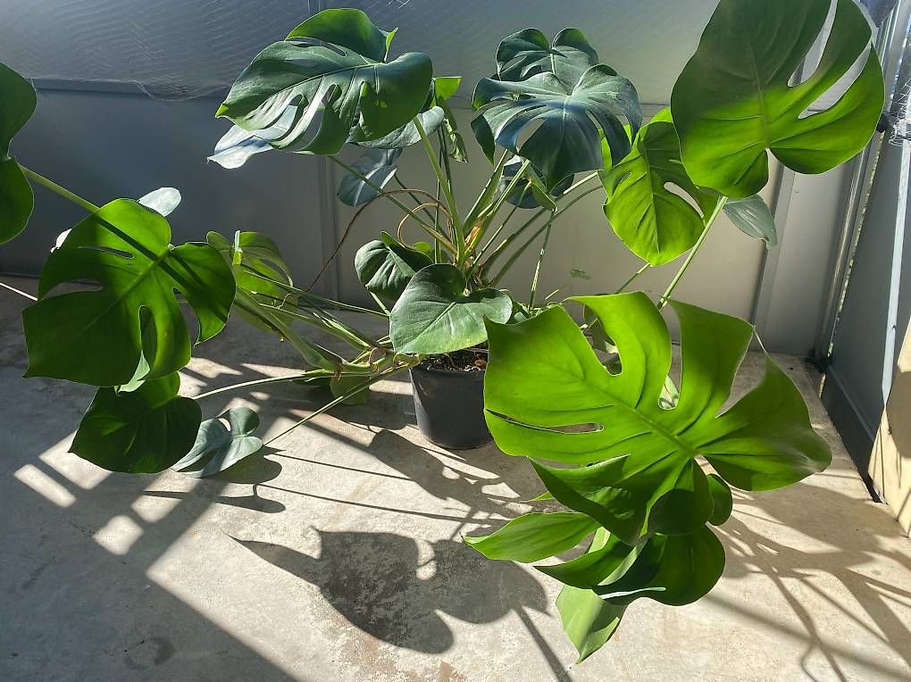 Pflanzen & Samen: Monstera adulte  – Neu und originalverpackt aus Fribourg von gab_6sfs