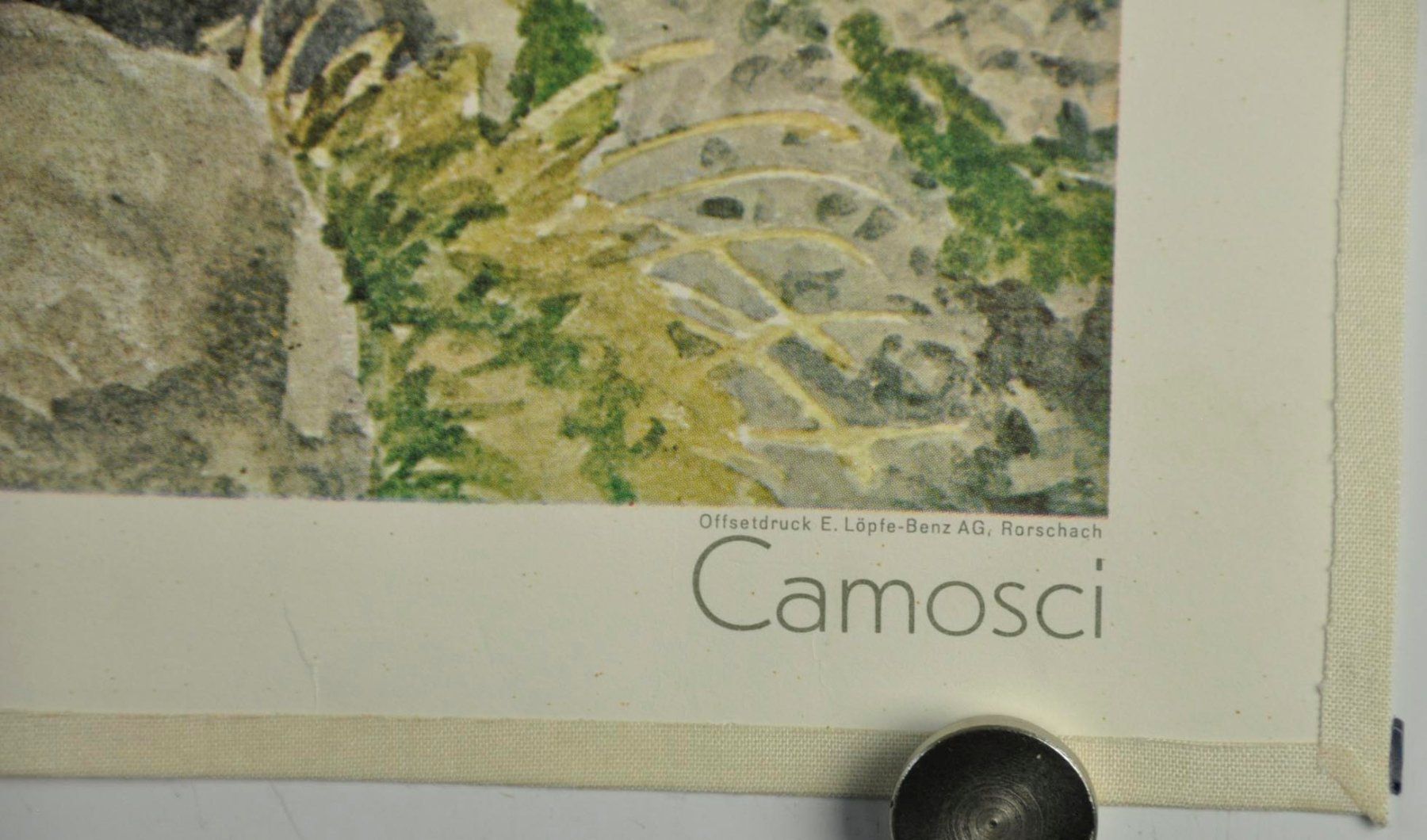 Poster & Bilder: Schulwandbild "Gemsen" Robert Hainard @TI – Gebraucht aus Härkingen von sammelbecken 4