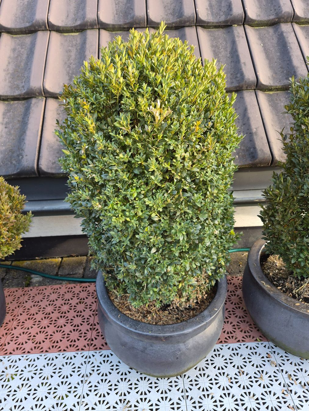 Piante & sementi: 7) WINTERHART - Buchsbaum für Garten, Balkon oder Terrasse – Usato da Thalheim an der Thur venduto da LycaenaDispar