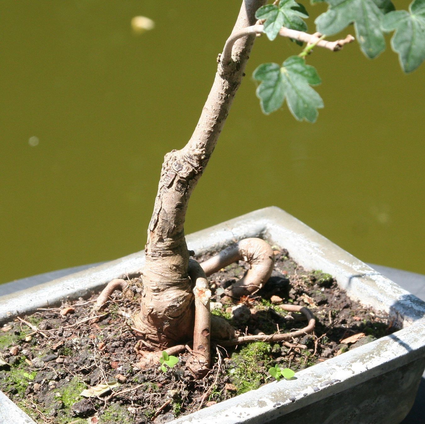 Piante & sementi: BONSAI  -  Feldahorn – Usato da Gretzenbach venduto da Sikim 1