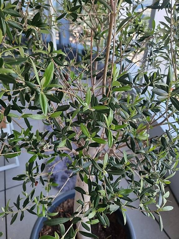 Piante & sementi: Olivenbaum im Kübel 170cm – Usato da Ostermundigen venduto da d-p73 1
