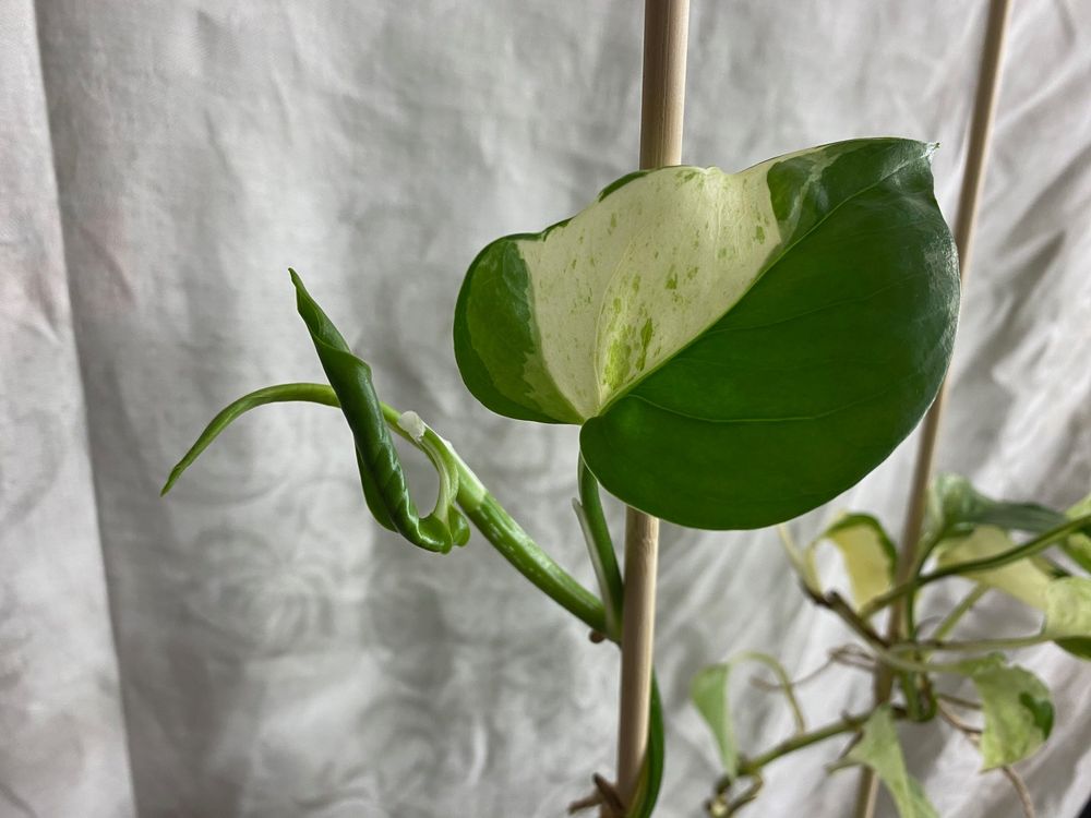 Efeutute Epipremnum Manjula - Happy Leaf (Neu (gemss Beschreibung)) in  Winterthur fr CHF 23  mit Lieferung auf Ricardo kaufen