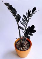 Zamioculcas zamiifolia 'Raven'*****