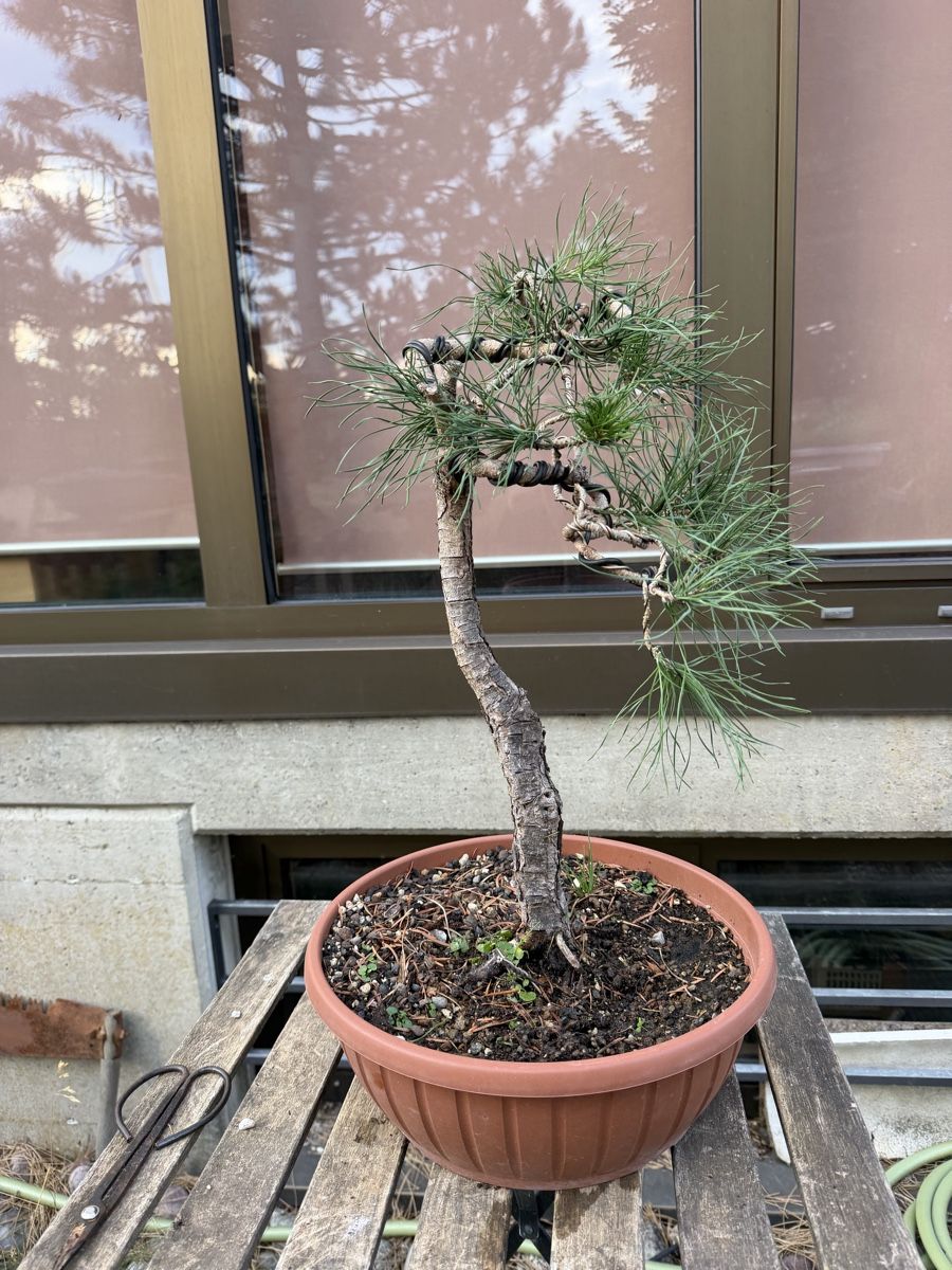 Piante & sementi: Pinus Sylvestris Bonsai – Usato da Suhr venduto da BonsaiGutzi