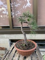 Pinus Sylvestris Bonsai